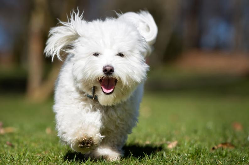 Coton de tulear