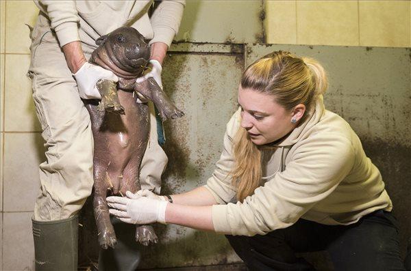 Biácsi Alexandra állatorvos vizsgálja a Nyíregyházi Állatpark új, kéthetes törpevízilovát (Choeropsis liberiensis) MTI Fotó: Balázs Attila