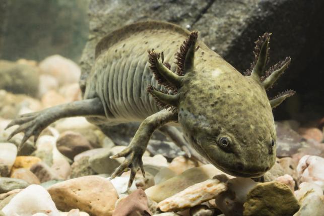 Axolotl