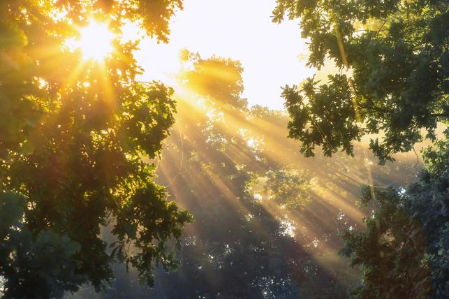 Napfény Fotó: 123rf.com - PROAKTIVdirekt Életmód magazin és hírek - proaktivdirekt.com