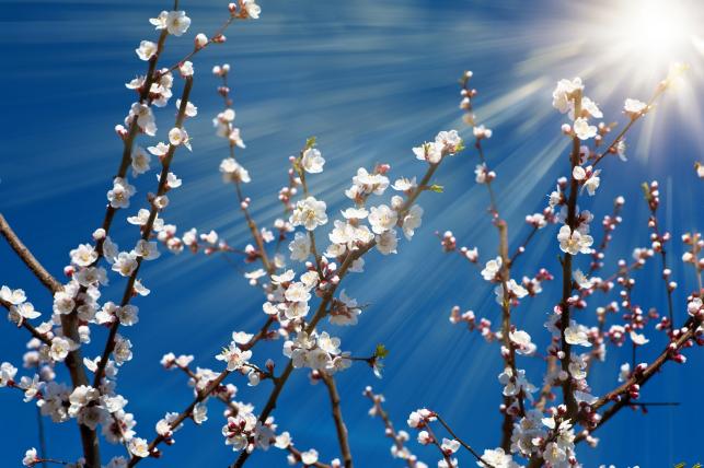 Tavaszi hangulat Fotó: 123rf.com - PROAKTIVdirekt Életmód magazin és hírek - proaktivdirekt.com