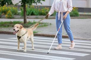 Közlekedés vakvezető kutya segítségével - PROAKTIVdirekt Életmód magazin és hírek - proaktivdirekt.com