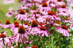 Bíbor kasvirág (Echinacea) - PROAKTIVdirekt Életmód magazin és hírek - proaktivdirekt.com