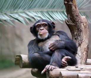 Csimpánz - PROAKTIVdirekt Életmód magazin és hírek - proaktivdirekt.com