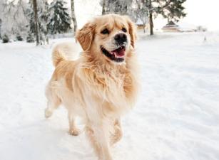 Golden retriever - PROAKTIVdirekt Életmód magazin és hírek - proaktivdirekt.com