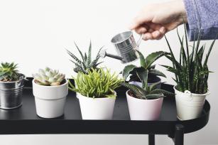 Locsolás otthon Fotó:123rf.com - PROAKTIVdirekt Életmód magazin és hírek - proaktivdirekt.com