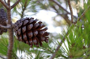 Toboz Fotó:123rf.com - PROAKTIVdirekt Életmód magazin és hírek - proaktivdirekt.com